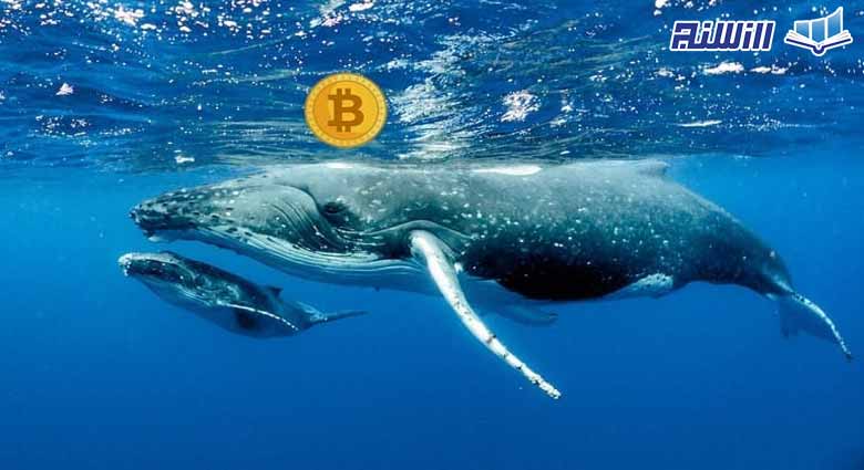خرید سنگین بیت کوین توسط نهنگ ها ادامه دارد!